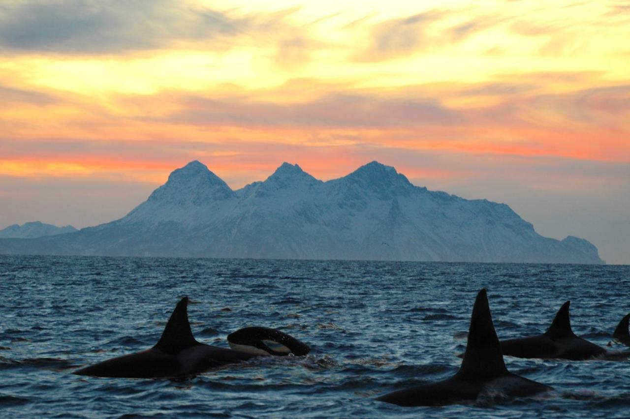Kvalvika Retreat - Lofoten Leknes Exteriör bild